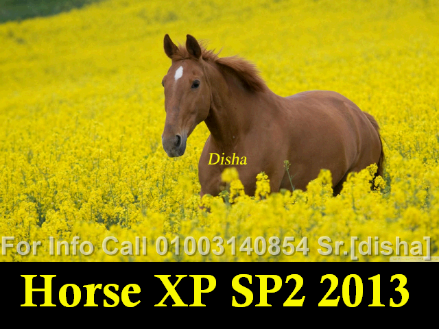 File:Horse XP 2013 Pre-BootSelector.png